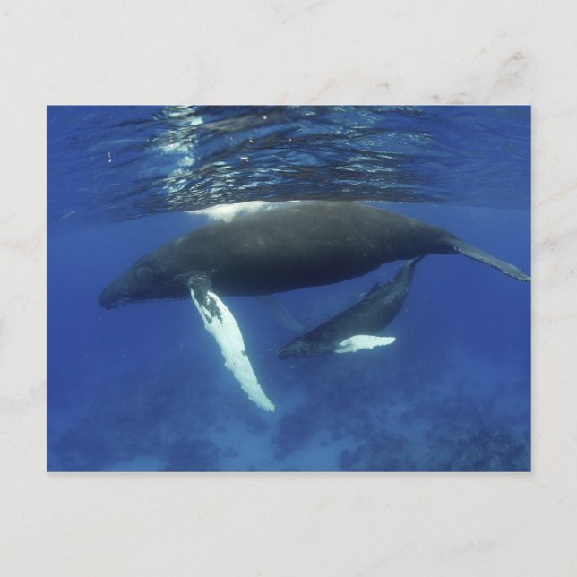 Cartão Postal Caribe, arquipélago das maiores Antilhas, (Frente)