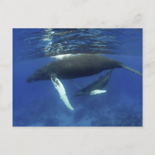 Cartão Postal Caribe, arquipélago das maiores Antilhas,