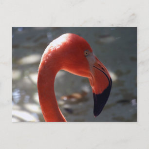 Cartão Postal Caribe Flamingo