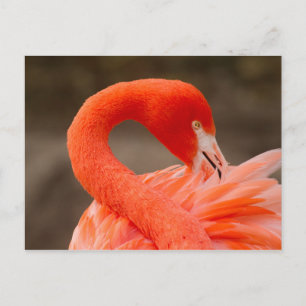 Cartão Postal Caribe flamingo