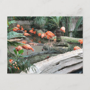 Cartão Postal Caribe Flamingos # 12