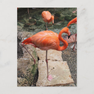 Cartão Postal Caribe Flamingos # 3