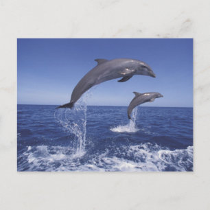 Cartão Postal Caribe, golfinhos de gargalo