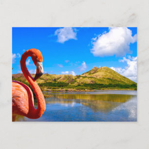 Cartão Postal Caribe o flamingo em gatinhos de Rua