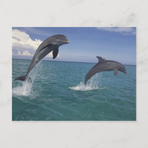 Cartão Postal Caribe, Tursiops 13 dos golfinhos de Bottlenose