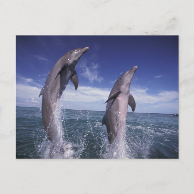 Cartão Postal Caribe, Tursiops dos golfinhos de Bottlenose (Frente)