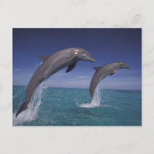 Cartão Postal Caribenho, golfinhos-nariz-de-garrafa Tursiops
