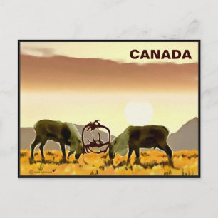 Cartão Postal Caribou Duel - Canadá