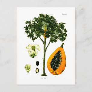Cartão Postal Carica papaya (Papaya)