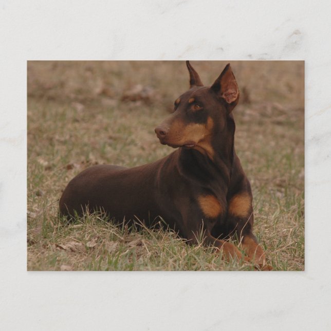 Cartão Postal Carimbo Doberman (Frente)