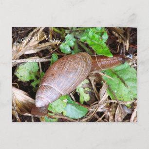 Cartão Postal Carimbo postal do Snail Mail