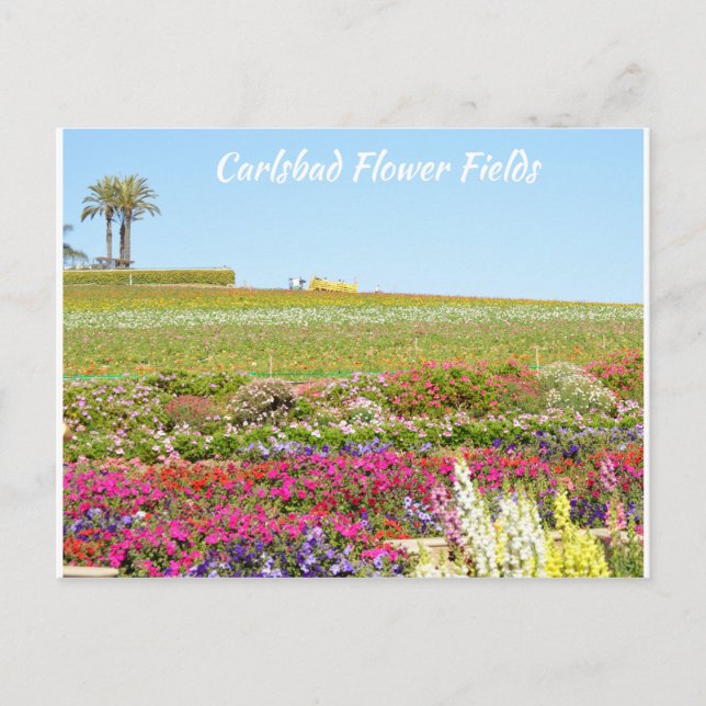 Cartão Postal Carlsbad Flower Fields Postcard (Frente)