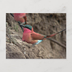 Cartão Postal Carmine Bee-Eater