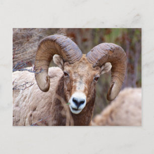 Cartão Postal Carneiro Bighorn das Montanhas Rochosas