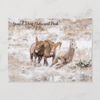Carneiro Bighorn do Parque Nacional Grand Teton Po