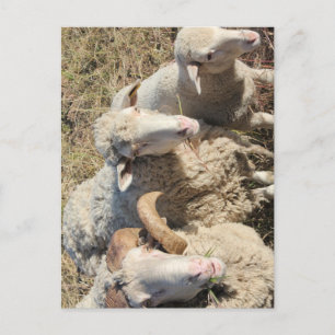 Cartão Postal Carneiro da família de ovelhas de Merino-Cinto