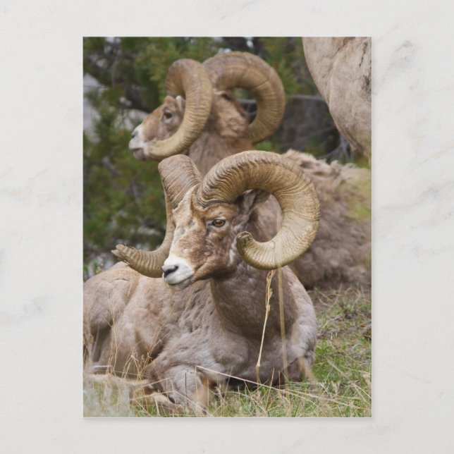 Cartão Postal Carneiro de Bighorn (Frente)