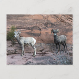 Cartão Postal Carneiro de Bighorn