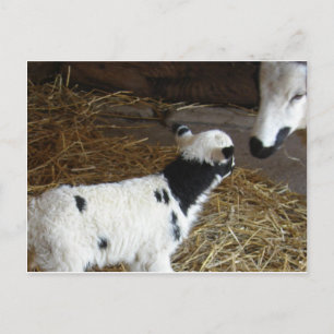 Cartão Postal Carneiro Engraçado