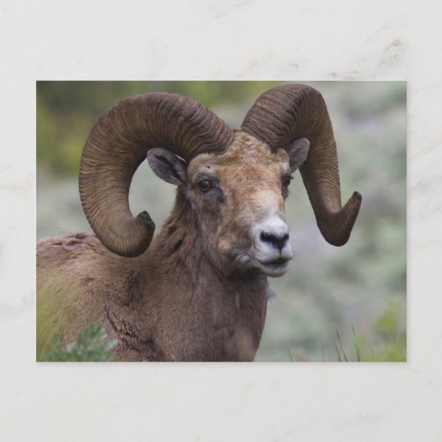 Cartão Postal Carneiro Macho das Montanhas Rochosas (Frente)