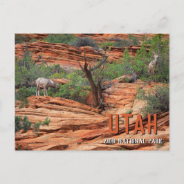 Cartão Postal Carneiros no Parque Nacional de Zion