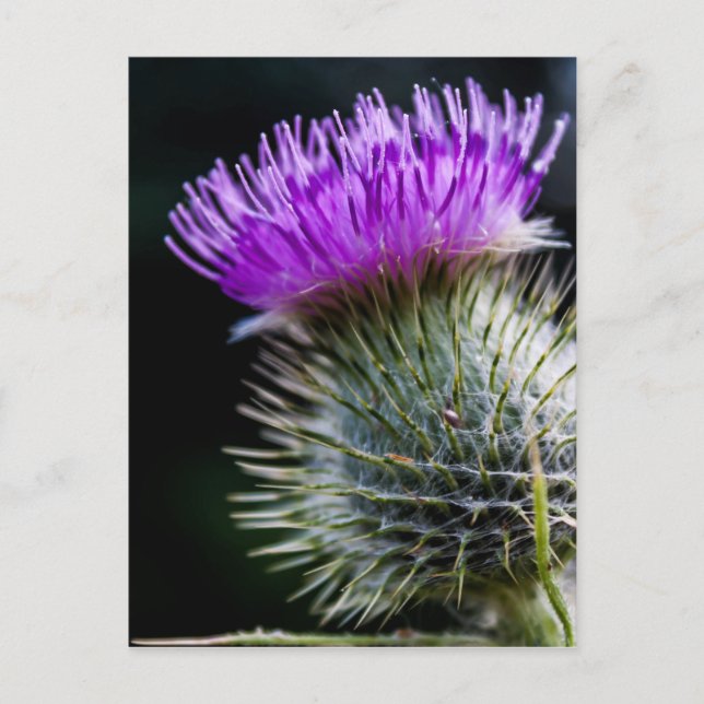 Cartão Postal caroço (Frente)