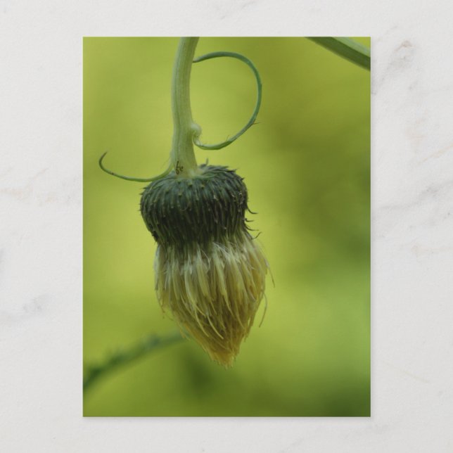 Cartão Postal caroço (Frente)