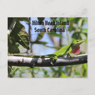 Cartão Postal Carolina Anole Hilton Head Island