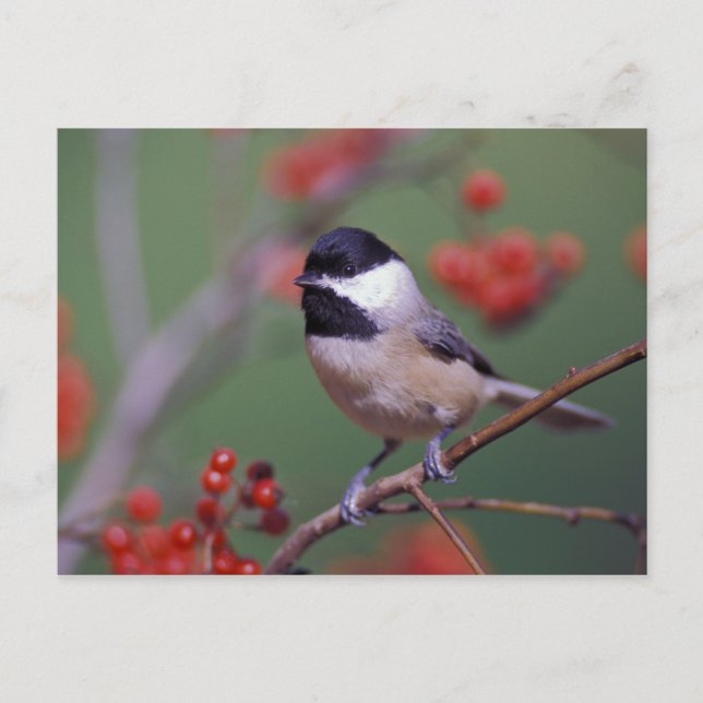 Cartão Postal Carolina Chickadee (Frente)