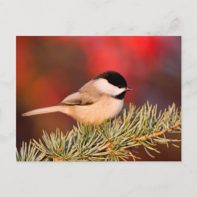 Cartão Postal Carolina Chickadee em Blue Atlas Cedar (Frente)
