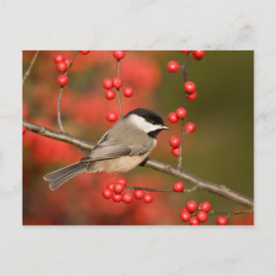 Cartão Postal Carolina Chickadee no arbusto Common Winterberry