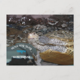 Cartão Postal Carolina Diamondback Terrapin