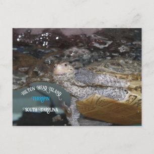 Cartão Postal Carolina Diamondback Terrapin