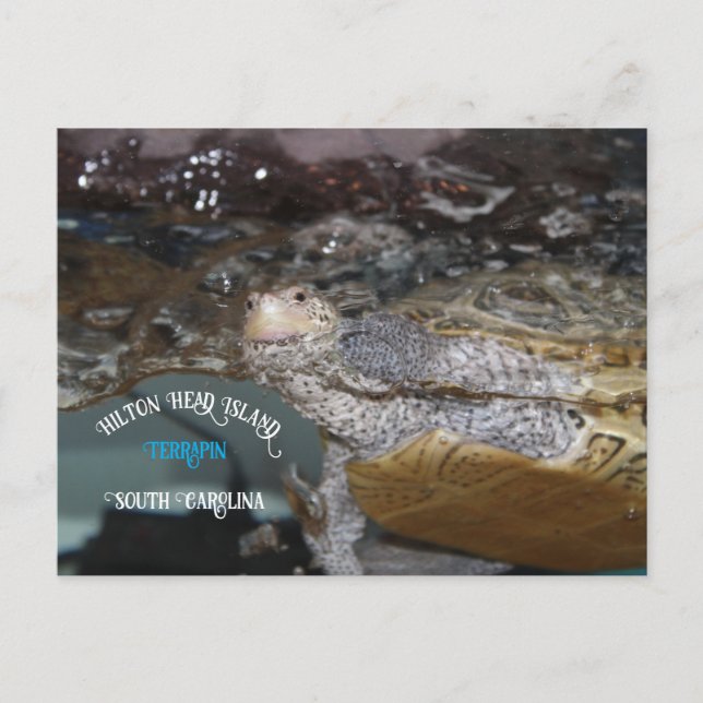 Cartão Postal Carolina Diamondback Terrapin (Frente)