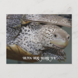 Cartão Postal Carolina Diamondback terrapin 2
