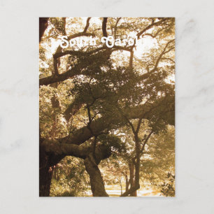 Cartão Postal Carolina do Sul