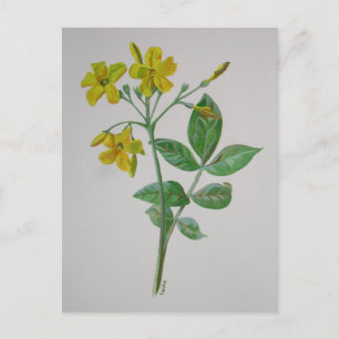 Cartão Postal Carolina Jasmine