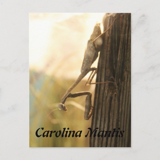 Cartão Postal Carolina Mantis (Frente)