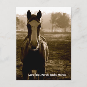 Cartão Postal Carolina Marsh Tacky Horse