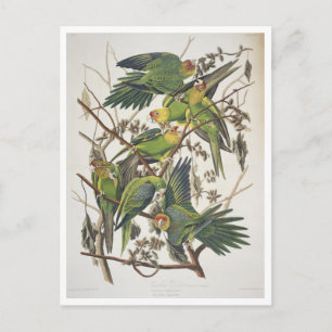 Cartão Postal Carolina Parakeet, de 'Birds of America', 1829