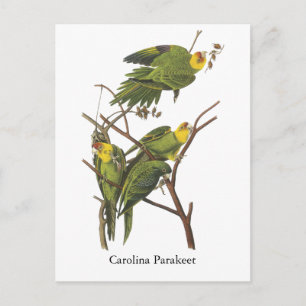 Cartão Postal Carolina Parakeet, John Audubon