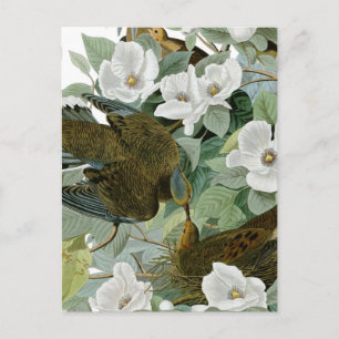 Cartão Postal Carolina Pigeon Audubon Morning Dove Bird