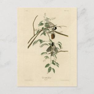 Cartão Postal Carolina Titmouse da Universidade de Audubon's Bir