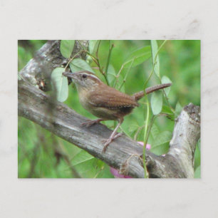 Cartão postal Carolina Wren