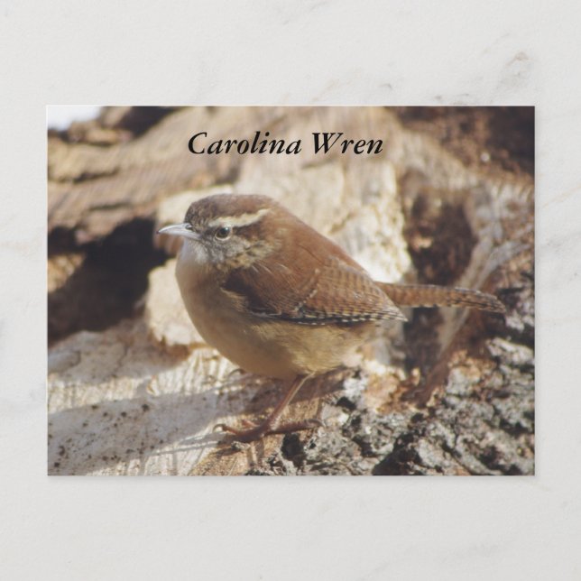 Cartão Postal Carolina Wren (Frente)