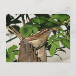 Cartão postal Carolina Wren