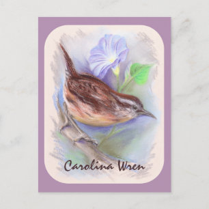 Cartão Postal Carolina Wren com Flores da Glória da Manhã