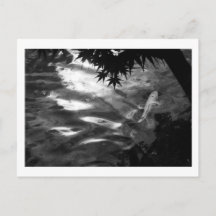 Carpa branca: Japão