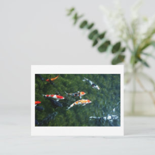 Cartão Postal Carpa Koi: Japão