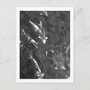 Cartão Postal Carpa Koi: Japão